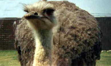 ostrich