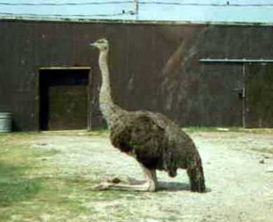 ostrich